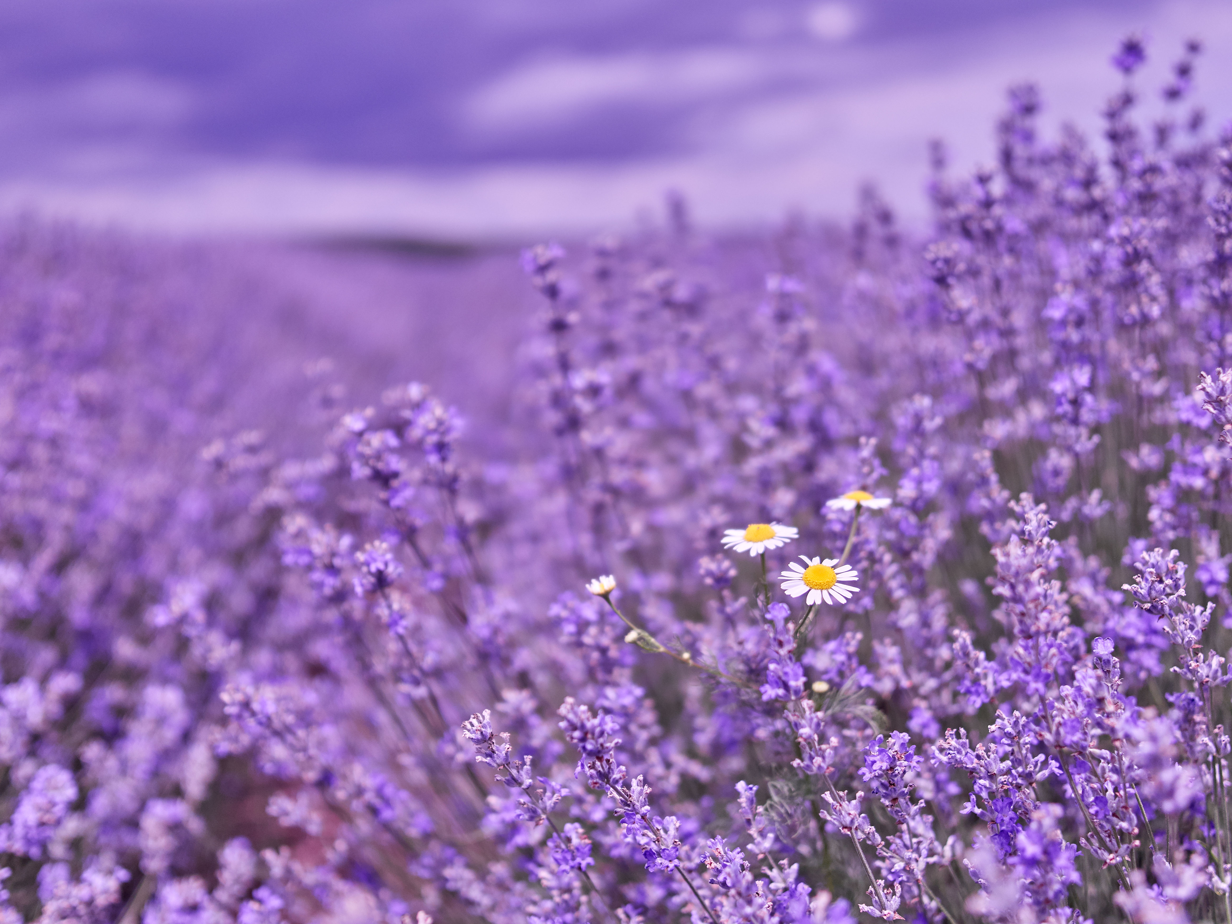 Lavendel Workshop – Die vielseitigste Pflanze der Aromatherapie im Fokus